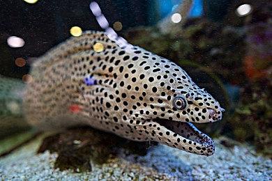 卢卡斯一开始不想让重生娱乐打造以绝地为主角的游戏